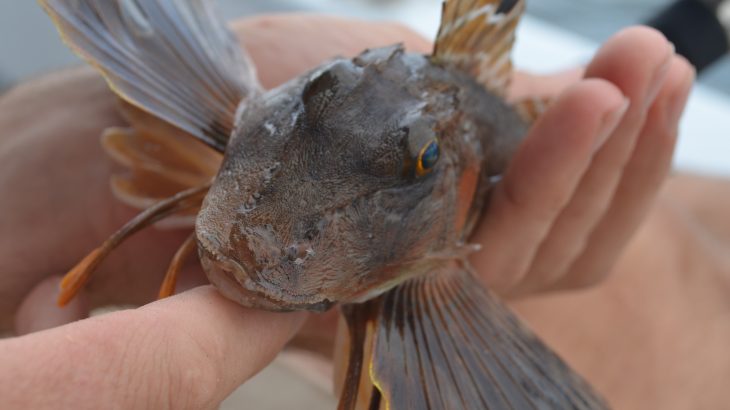 A new study has revealed that global warming has caused twice as many ocean-dwelling species to disappear from their habitats compared to terrestrial species.