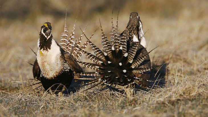 A look at the recent changes in conservation plans for the Greater Sage Grouse as well as the differences between the Greater Sage Grouse and the Gunnison Sage Grouse.