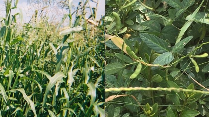 A new study has pinpointed specific genomic features that likely made it feasible for corn and soybeans to be domesticated.