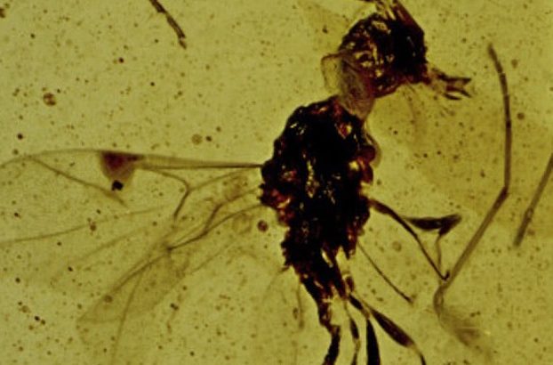 The fossil of a small wasp discovered trapped in Burmese amber belongs to a new subfamily of wasps named after one of fiction’s most infamous vampires.