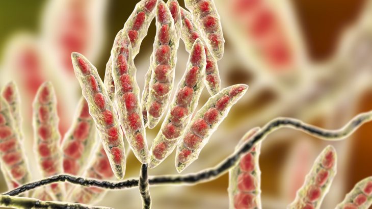 A new study published in the journal Astrobiology has revealed that the threats posed by toxic fungi in space are not only unknown but are also understudied.