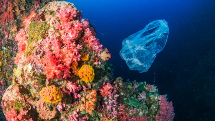 Despite the label, biodegradable plastic bags might not break down all that much faster than conventional bags, a new study found.