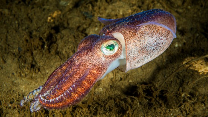 Engineers at the University of California, Irvine (UCI) have created a space blanket that mimics the adaptive skin of some sea creatures.