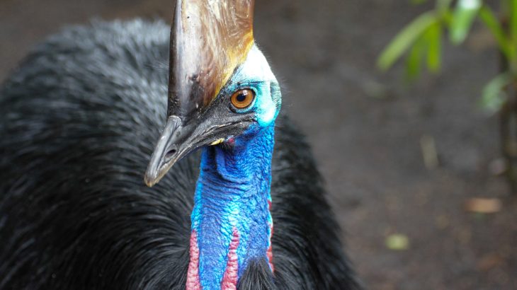 The recent case of a man killed by his pet cassowary highlights how keeping exotic pets is dangerous to people and entire ecosystems.