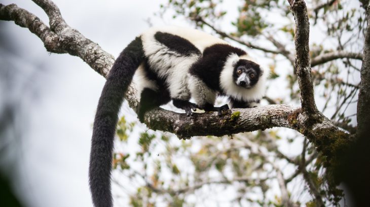 Madagascar's protected areas, which are some of the most important for biodiversity in the world, have suffered terribly from illegal mining, logging, and the pet trade.