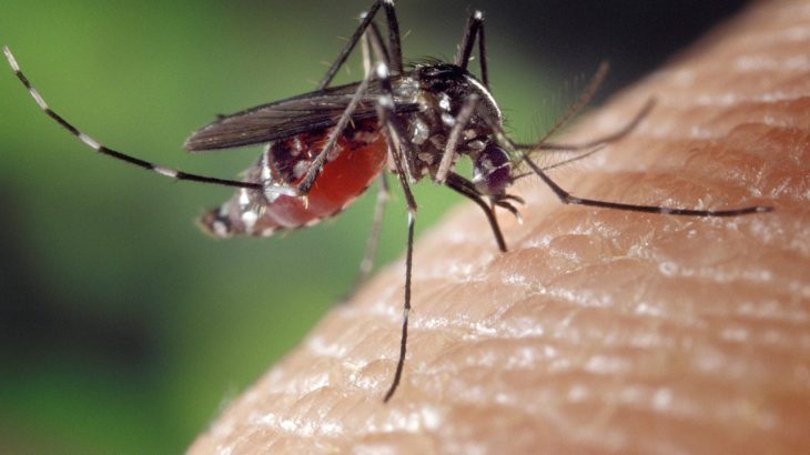 GMO mosquito sucking human blood