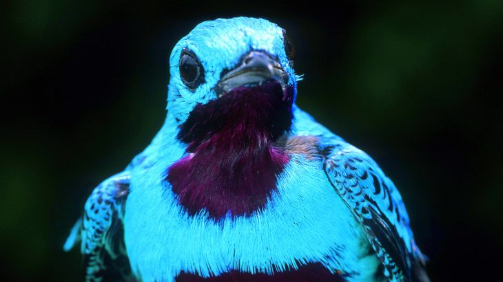 While coffee plantations were found to host nearly as many bird species as forests, the number of species is not always an accurate representation of diversity.