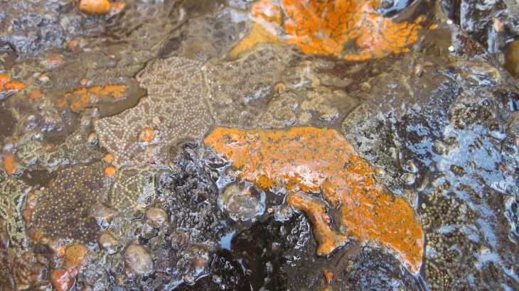 A research team led by the University of Massachusetts Amherst has conducted the first global assessment of the impacts to native species by invasive species.