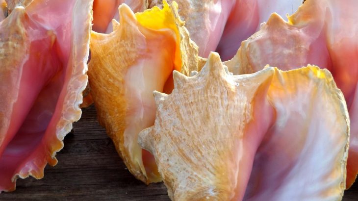 While seashells may seem like an ethical alternative to souvenirs that exploit animals, some species are facing overexploitation as a result of the shell industry.