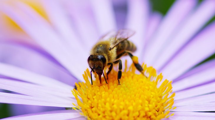 Researchers at Imperial College London are reporting that bees exposed to a neonicotinoid pesticide are only able to fly one-third of the distance covered by unexposed bees.