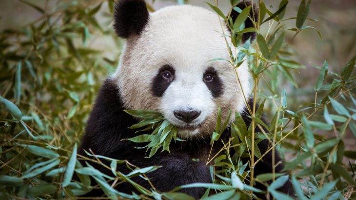 Society’s unfair expectations of beauty are not limited to humans, as research shows that people are more likely to care more about animals that are cute, soft, and human-like.
