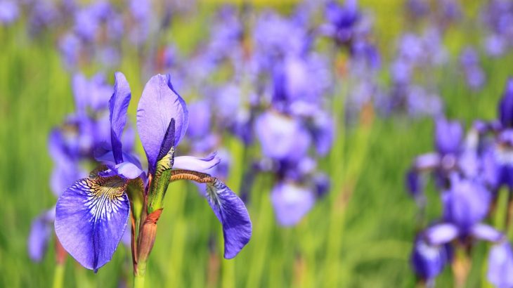 iris flower growing guide