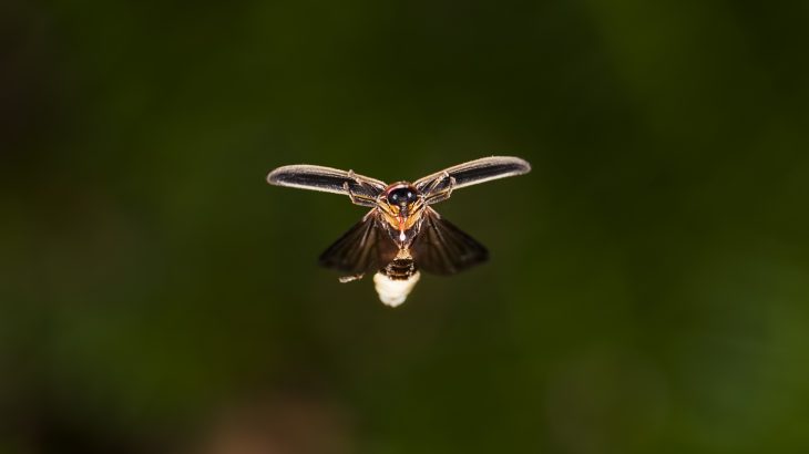 firefly