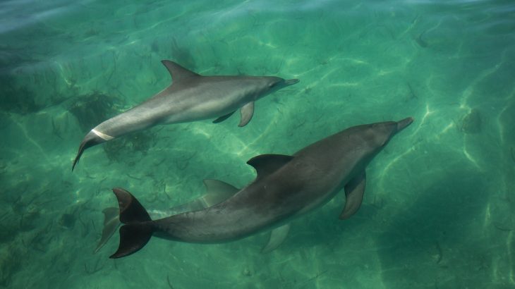 A marine heat wave in Western Australia that had lasting impacts on dolphin populations may be a disturbing sign of things to come, according to a new study.