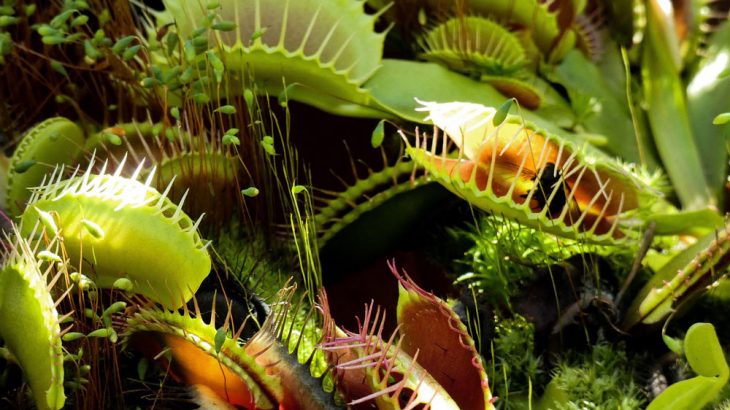 venus fly trap digestive plant enzyme