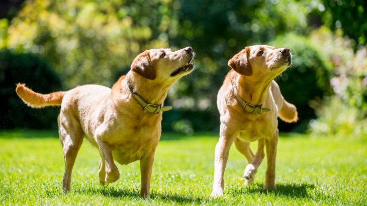 Prosocial behaviors observed in domestic dogs were likely passed down from wolves, according to a study led by Rachel Dale of the Wolf Science Center in Vienna, Austria.