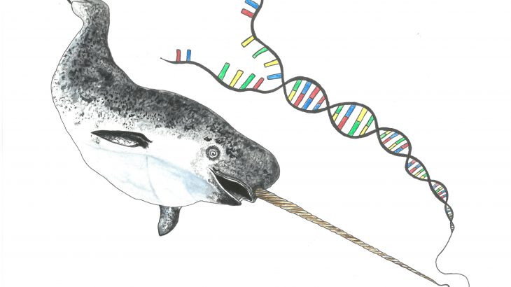 Although this usually means a species is struggling, the researchers report that the narwhal is actually thriving with a population of about 170,000 individuals strong.