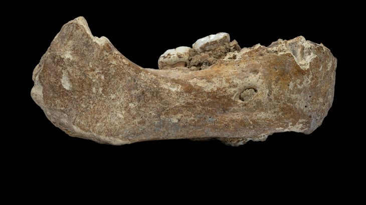 A key fossil confirms that Denisovans were among the first hominins that settled on the Tibetan Plateau, according to a new study.