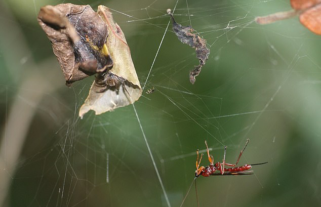 An international team of researchers has discovered the underlying mechanisms that allow parasitoid wasps to control or “zombify” a host spider.