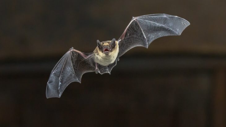 A new study revealed that up until about 34 million years ago, echolocation was the primary driver of skull shape among bats.