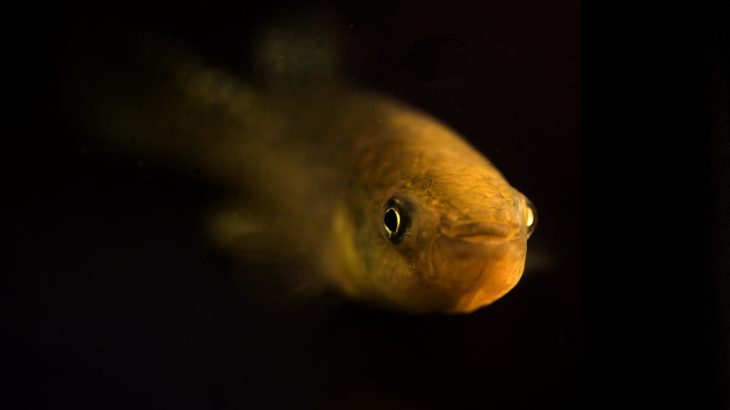 Researchers from the University of California, Davis and Baylor University set out to find how exactly the Gulf killifish adapted to survive in lethal waters in Texas’ Houston Ship Channel.