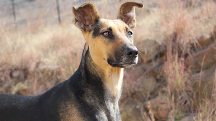 A new study provides insight into how dogs respond to the sound of their name, which could prove useful for animal trainers and service dog handlers.