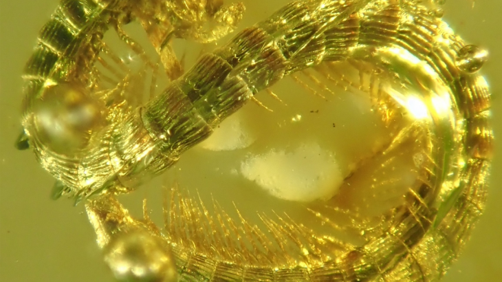It is the first fossil millipede of the order Callipodida and, measuring only 8.2 millimeters in length, is also the smallest among its contemporary relatives.
