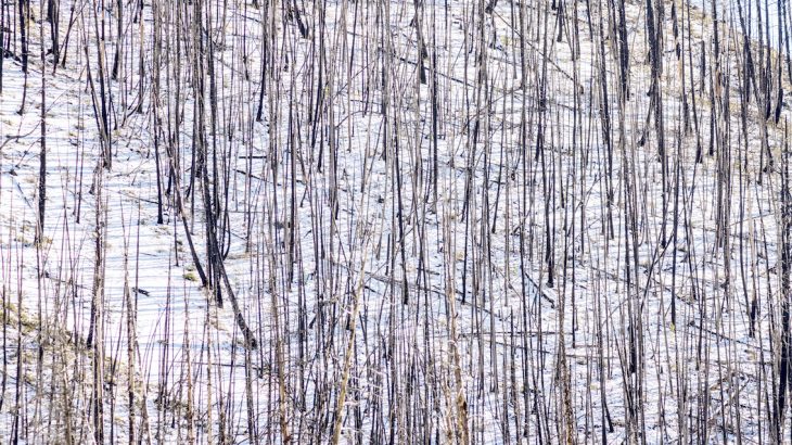 If a drier, warmer climate continues to exacerbate forest fires, his phenomenon could affect water supplies and could even trigger additional, more severe forest fires.