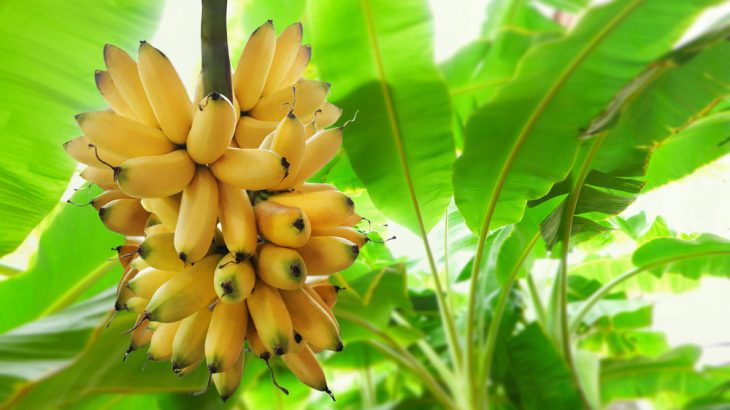 The fungal disease Black Sigatoka is threatening banana crops around the world, and a new study shows climate change has played a role.