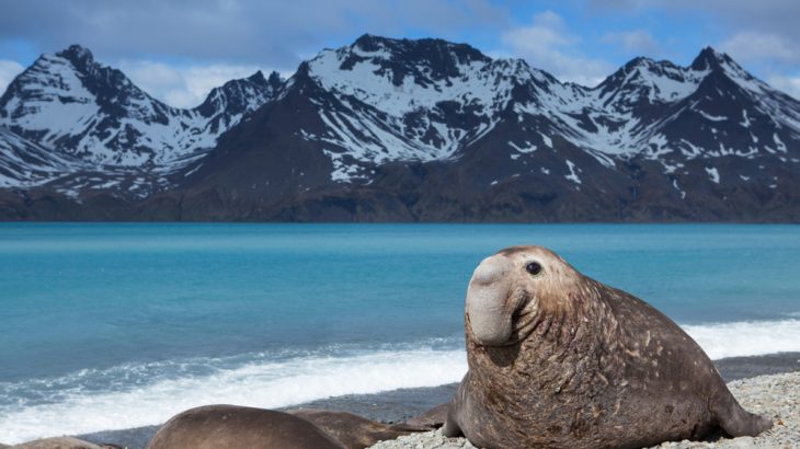 A southern elephant seal has become an unlikely researcher, thanks to a sensor attached to her head for three months as she foraged in the ocean off Antarctica.