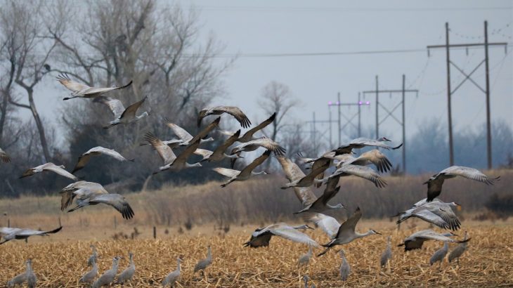 After testing the illumination system, the experts found that it cut crane collisions with power lines by 98 percent.