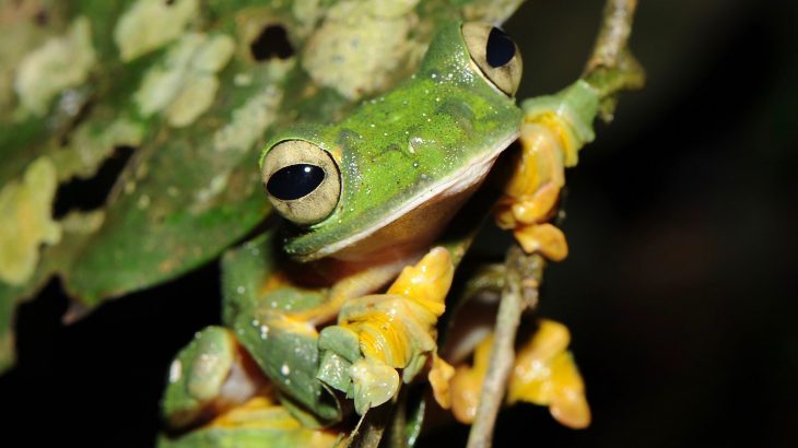 According to a new study, about 1,000 more species of amphibians are seriously threatened than what was previously realized.