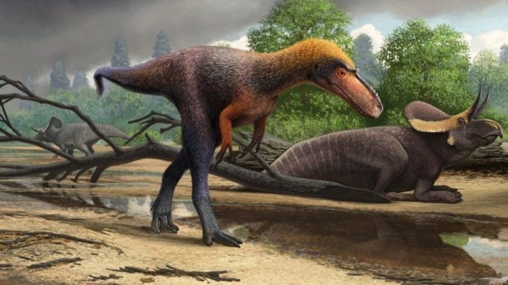 The new tyrannosauroid dinosaur, which was much smaller than the ferocious T. rex, has been named Suskityrannus hazelae.