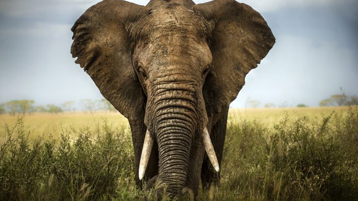The Ivory Game feels like a fast-paced thriller, but unfortunately the stakes are all too real in this documentary that provides an uncomfortably close look at the world’s ivory trade.