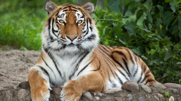 The United Nations announced on Monday that one million species are being pushed toward extinction as a direct result of human activities.