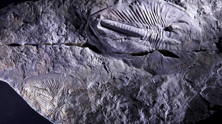 Surges and extinctions in animal biodiversity during the Cambrian explosion, which occurred about 540 million years ago, corresponded with atmospheric oxygen fluctuations.