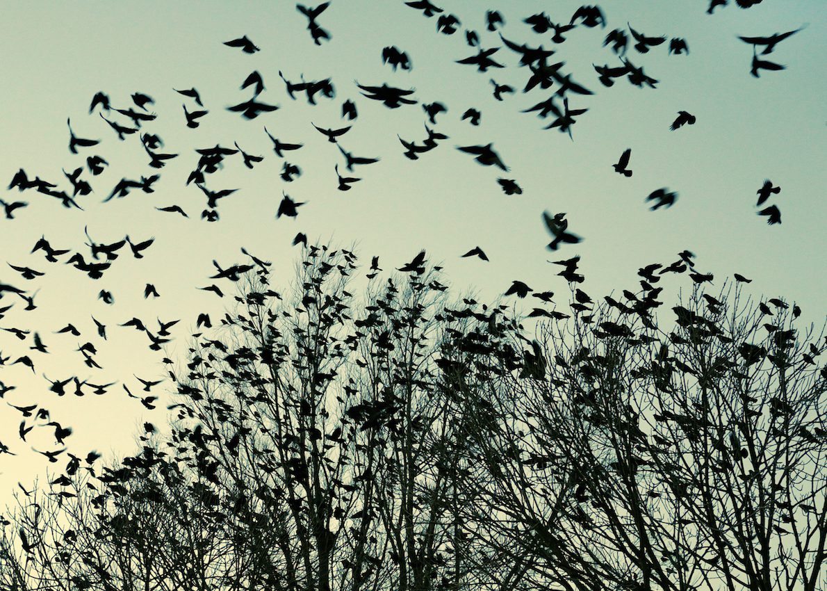 Bird flocks are heavily influenced by social relationships - Earth.com