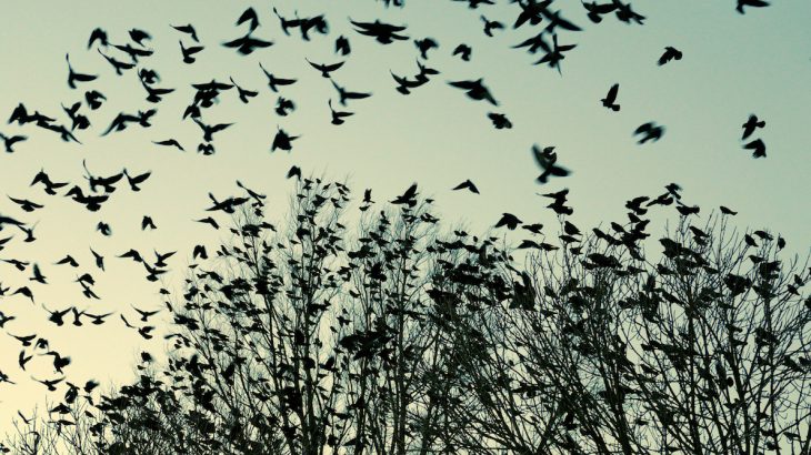 The jackdaw bird sticks with its mate while in flock formation, even though this action negatively impacts the overall flock.