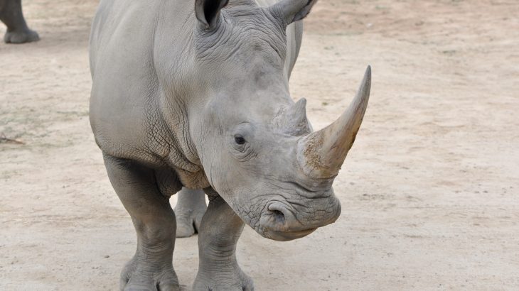 A team of scientists has created a flexible robot to assist in saving the northern white rhino species through artificial reproduction.