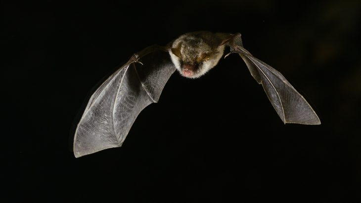 The threat of range losses for some species due to climate change may be overstated, as certain animals will be able to adapt to rising temperatures and aridity.