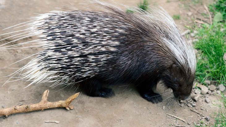 Lions may be four-hundred-pound top predators, but a new study from the Field Museum is describing how porcupines can often take them down.