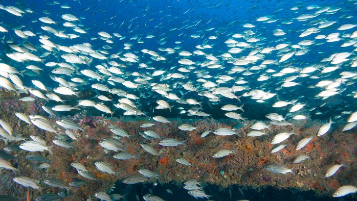 Tropical fish off the coast of North Carolina are using shipwrecks as reefs, preferring artificial structures to natural rocky reefs.