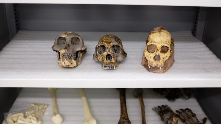 A new study from the University of Chicago Medical Center has re-examined two-million-year-old, apelike fossils from South Africa that belong to the group Australopithecus sediba.