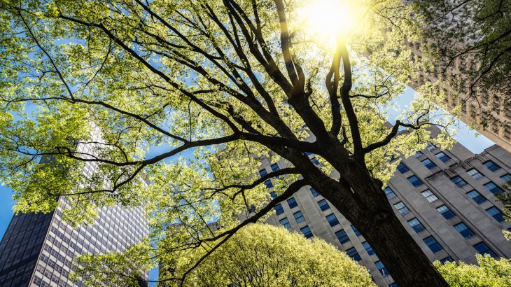 A new study has found that urban trees actually die faster than rural trees – although they grow more quickly – resulting in a net loss of street-tree carbon storage over time.