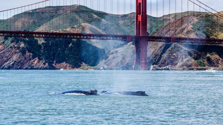 Usually, around five to ten gray whales wash ashore in San Francisco throughout the year, but this year has seen an alarming and frequent number of dead whales.