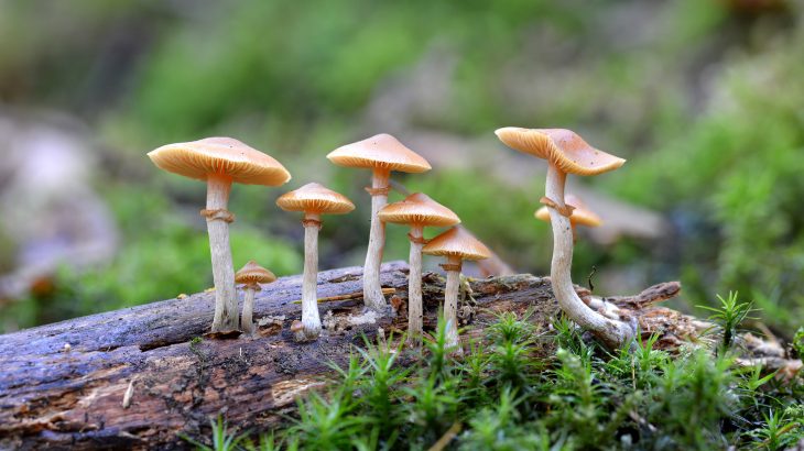 Denver, Colorado has now become the first city in the United States to pass a ballot measure that decriminalizes psilocybin mushrooms, commonly known as magic mushrooms.