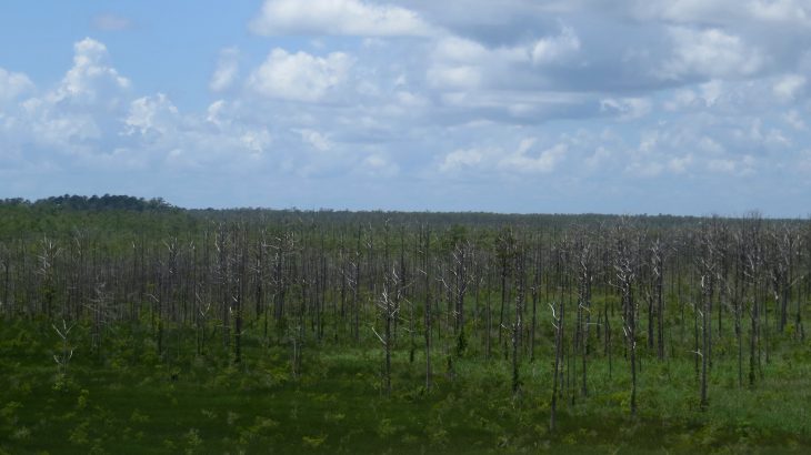 As sea levels rise, the ocean water kills salt-sensitive trees in coastal forests, leaving behind “ghost forests” of bare snags.