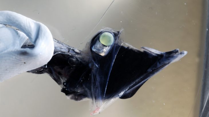 An international research team has discovered that fish living up to 1,500 meters deep in the ocean may have the remarkable ability to see color in dark waters.