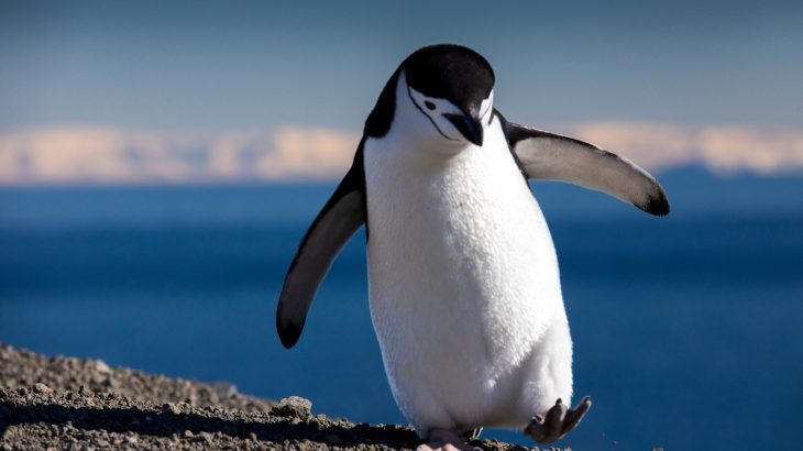 A new study has revealed that biodiversity hotspots emerge on the desolate Antarctic peninsula wherever penguins and seals poop.