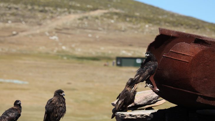 Raptors are the quintessential avian loners. Or are they? Some species throw a wrench into the group's solitary reputation.